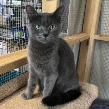 Pegasus -  Domestic Medium Hair Cat for Adoption in Wappingers Falls, New York - Pegasus | PetCurious