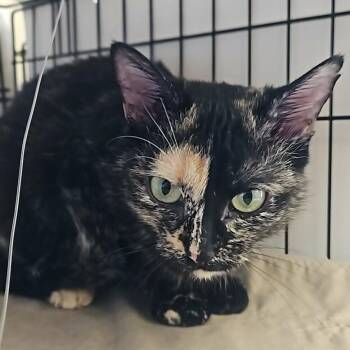 Domestic Short Hair Cats Available for Adoption in Candler, North Carolina - Olivia | PetCurious