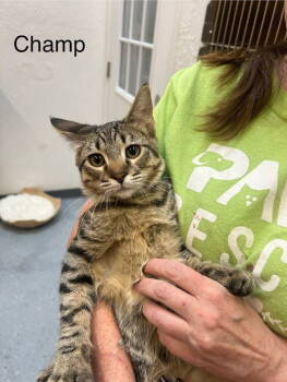 Rescue Domestic Short Hair and Tabby Cats for Adoption in St. George, Utah - Champ | PetCurious