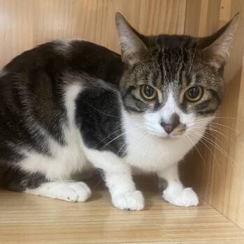 Oreo -  Domestic Short Hair Cat for Adoption in Yucca Valley, California - Oreo | PetCurious