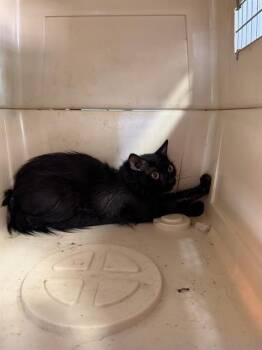 MIDNIGHT -  Domestic Medium Hair Cat for Adoption in Charlotte, North Carolina - MIDNIGHT | PetCurious