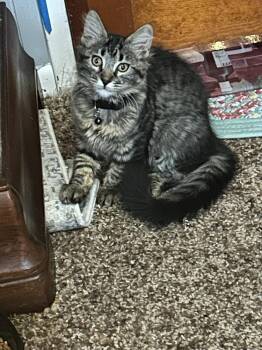 Lindsay -  Domestic Medium Hair Cat Available for Adoption in Fort Collins, Colorado - Lindsay | PetCurious