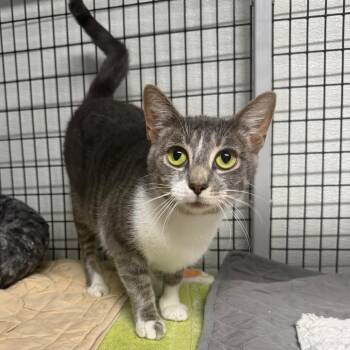 Ponyo -  Domestic Short Hair Cat for Adoption in Waynesville, North Carolina - Ponyo | PetCurious