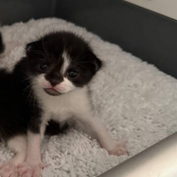 Meeny -  Domestic Short Hair Cat for Adoption in Greensboro, North Carolina - Meeny | PetCurious
