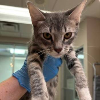 Rolo -  Domestic Short Hair Cat for Adoption in Murray, Utah - Rolo | PetCurious