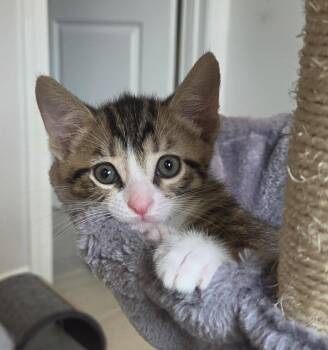 Domestic Short Hair Cats Available for Adoption in Pittsboro, North Carolina - Cannoli | PetCurious