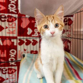 Aster -  Domestic Short Hair Cat for Adoption in Overland Park, Kansas - Aster | PetCurious