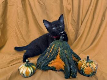 Rescue Domestic Short Hair Cats for Adoption in Seneca, South Carolina - Gourd | PetCurious