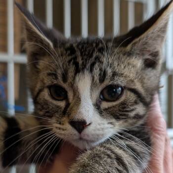 Domestic Short Hair Cats Available for Adoption in Calverton, New York - Dopey | PetCurious