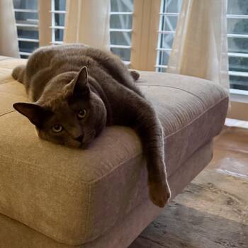 Russian Blue Cats Available for Adoption in Long Beach, California - Sadie | PetCurious