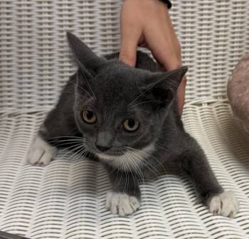 Vivien -  Domestic Short Hair Cat for Adoption in Slidell, Louisiana - Vivien | PetCurious