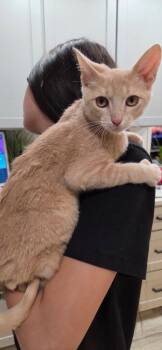 Alakay -  Domestic Short Hair Cat for Adoption in San Antonio, Texas - Alakay | PetCurious