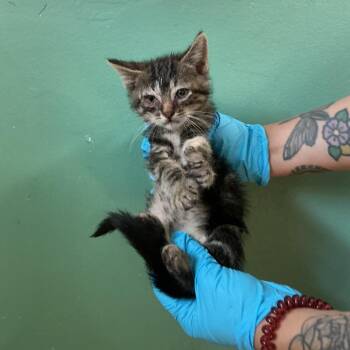 IVHS-Stray-139019_5 -  Domestic Short Hair Cat for Adoption in San Gabriel, California - IVHS-Stray-139019_5 | PetCurious