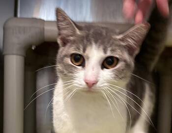 Space Beth -  Domestic Short Hair Cat for Adoption in Columbus, Indiana - Space Beth | PetCurious
