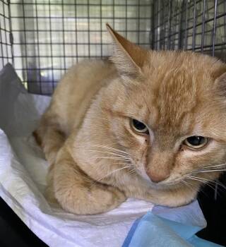 Domestic Short Hair Cats Available for Adoption in Fort Myers, Florida - BRODY | PetCurious