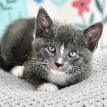 Ruffles -  Domestic Short Hair Cat for Adoption in Keizer, Oregon - Ruffles | PetCurious