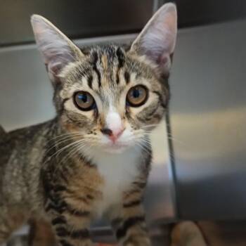 Jaguar -  Domestic Short Hair Cat for Adoption in Galveston, Texas - Jaguar | PetCurious