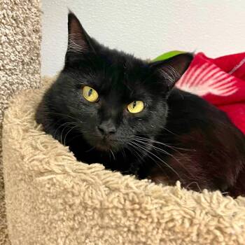 Rescue Domestic Short Hair Cats for Adoption in Riverwoods, Illinois - Icon | PetCurious