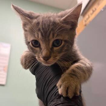 Major Melon (peach) -  Domestic Short Hair Cat for Adoption in Keizer, Oregon - Major Melon (peach) | PetCurious