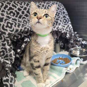 Maria -  Domestic Short Hair Cat for Adoption in Fort Wayne, Indiana - Maria | PetCurious
