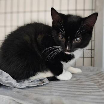 Faye -  Domestic Short Hair Cat for Adoption in Lovingston, Virginia - Faye | PetCurious