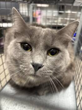 MIA -  Domestic Short Hair Cat for Adoption in Las Vegas, Nevada - MIA | PetCurious
