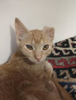 Sandy -  Domestic Short Hair Cat for Adoption in Tomah, Wisconsin - Sandy | PetCurious