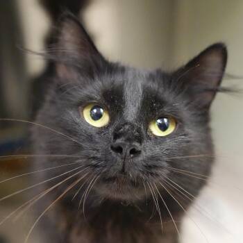 Domestic Long Hair Cats Available for Adoption in Aiken, South Carolina - Missie 62595 | PetCurious