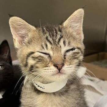 Rumi -  Domestic Short Hair Cat for Adoption in Richmond, Virginia - Rumi | PetCurious