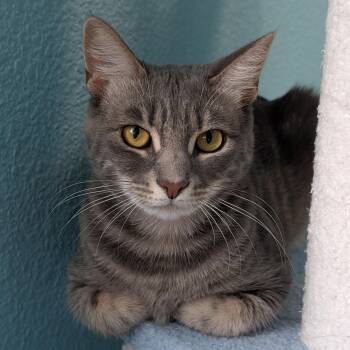 Morrigan (Female young adult) -  Domestic Short Hair Cat for Adoption in Los Altos, California - Morrigan (Female Young Adult) | PetCurious