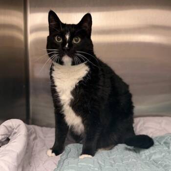 Little One -  Domestic Short Hair Cat Available for Adoption in Bullhead City, Arizona - Little One | PetCurious