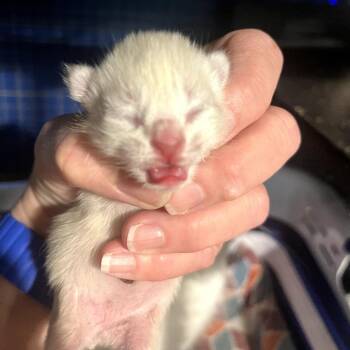 Mango - Blueberry Cream Tabby M -  Domestic Short Hair Cat for Adoption in Greenfield, Indiana - Mango - Blueberry Cream Tabby M | PetCurious
