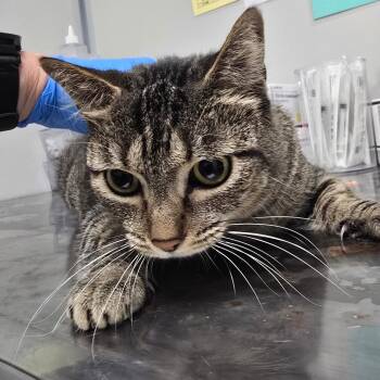 Domestic Short Hair Cats Available for Adoption in Concord, North Carolina - Maggie | PetCurious