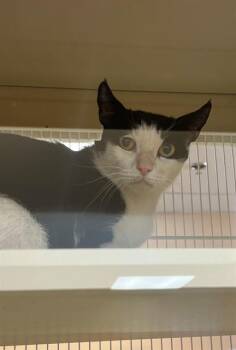 TARA -  Domestic Short Hair Cat for Adoption in Thousand Palms, California - TARA | PetCurious