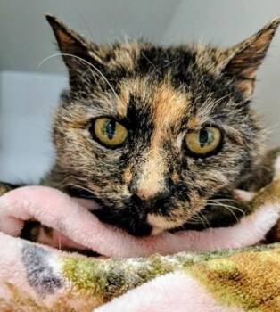 Domestic Short Hair Cats Available for Adoption in Fairfax, Virginia - Yzma | PetCurious