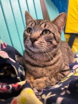 Miles -  Domestic Short Hair Cat for Adoption in Williamsport, Pennsylvania - Miles | PetCurious