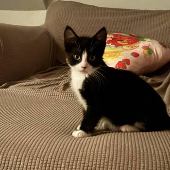 American Shorthair Cats Available for Adoption in Stamford, Connecticut - Extra Toes Equinox | PetCurious