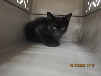 (615) -  Domestic Short Hair Cat for Adoption in Marietta, Georgia - (615) | PetCurious