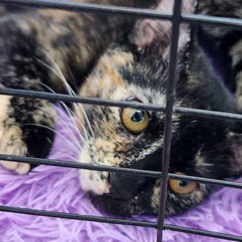 Rescue Domestic Short Hair Cats for Adoption in North Myrtle Beach, South Carolina - Desi | PetCurious