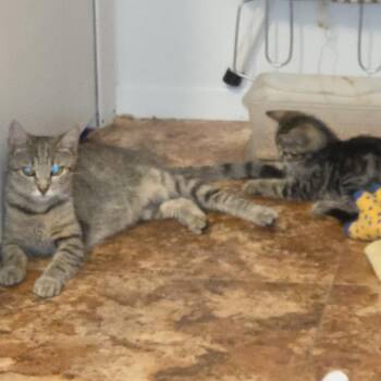 Mabel -  Domestic Short Hair Cat for Adoption in Harrisonburg, Virginia - Mabel | PetCurious