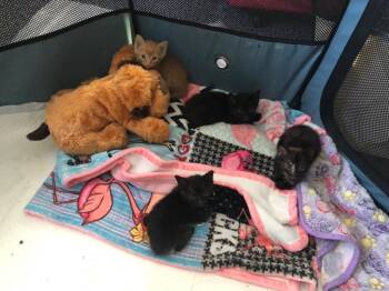 Nyota Uhura -  Domestic Short Hair Cat for Adoption in Cape Coral, Florida - Nyota Uhura | PetCurious