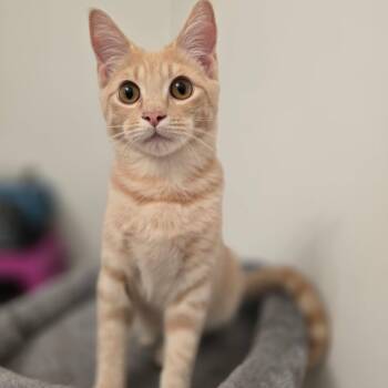 Peanut and Butter -  Domestic Short Hair Cat for Adoption in Hopkinton, Massachusetts - Peanut And Butter | PetCurious