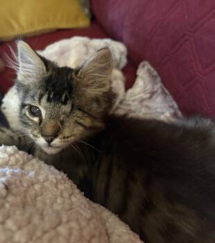 Perdito -  Domestic Short Hair Cat for Adoption in Kenosha, Wisconsin - Perdito | PetCurious