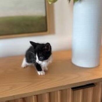 Kelly (Nyx) -  Domestic Short Hair Cat for Adoption in Cumming, Georgia - Kelly (Nyx) | PetCurious