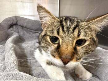 Domestic Short Hair Cats Available for Adoption in Murray, Kentucky - Peter Rabbit | PetCurious