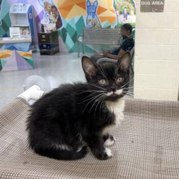 Domestic Short Hair Cats Available for Adoption in Memphis, Tennessee - WINKY | PetCurious