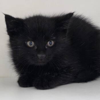 Domestic Short Hair Cats Available for Adoption in Reno, Nevada - Dale | PetCurious