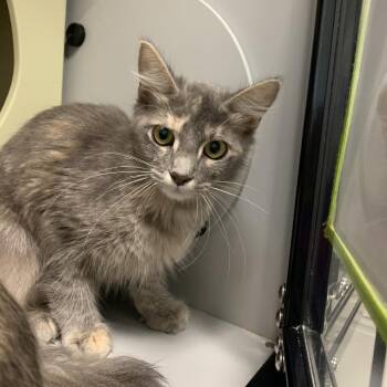 Taffy -  Domestic Medium Hair Cat for Adoption in Columbus, North Carolina - Taffy | PetCurious