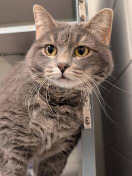Domestic Short Hair Cats Available for Adoption - Queenie | PetCurious