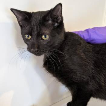 Domestic Medium Hair Cats Available for Adoption in New York, New York - Putty | PetCurious